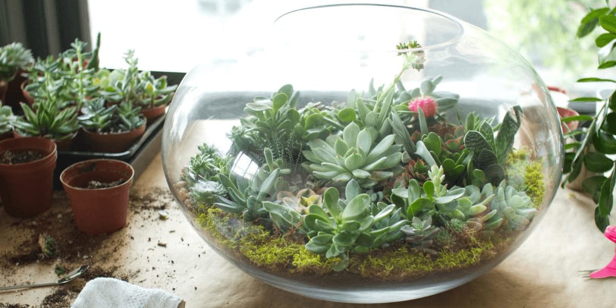 How To Plant Succulents In Glass Containers