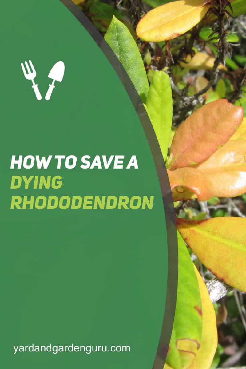 How To Save A Dying Rhododendron