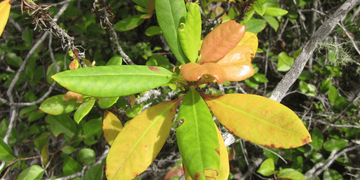 How To Save A Dying Rhododendron