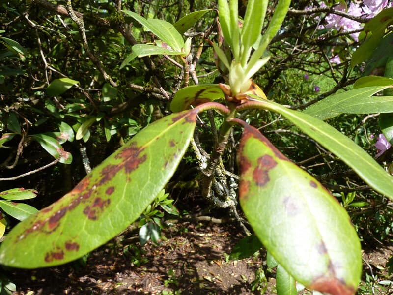 How To Save A Dying Rhododendron