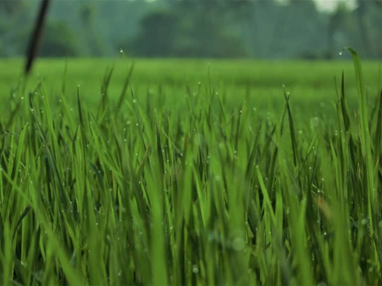 How To Bring Back Dead St. Augustine Grass