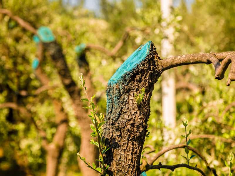 How To Stop Tree Branches From Growing Back