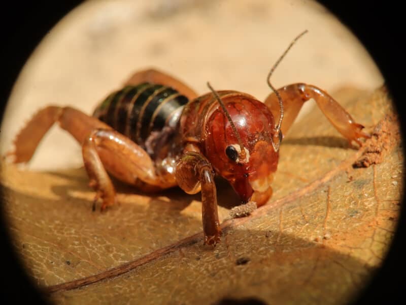 Potato Bug Bite Facts (Jerusalem Cricket 101)