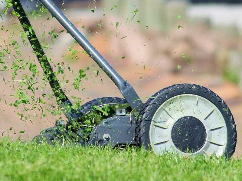 How To Bring Back Dead St. Augustine Grass