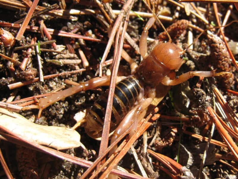 Potato Bug Bite Facts (Jerusalem Cricket 101)