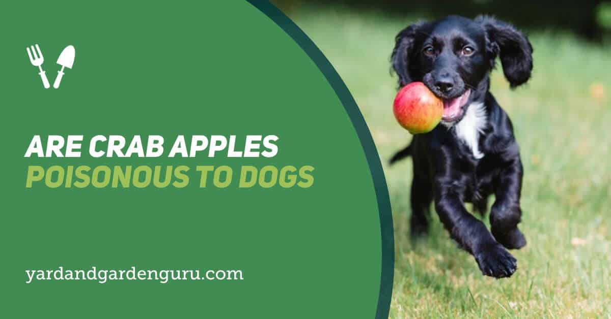 Are Crab Apples Poisonous to Dogs? A Vital Pet Guide