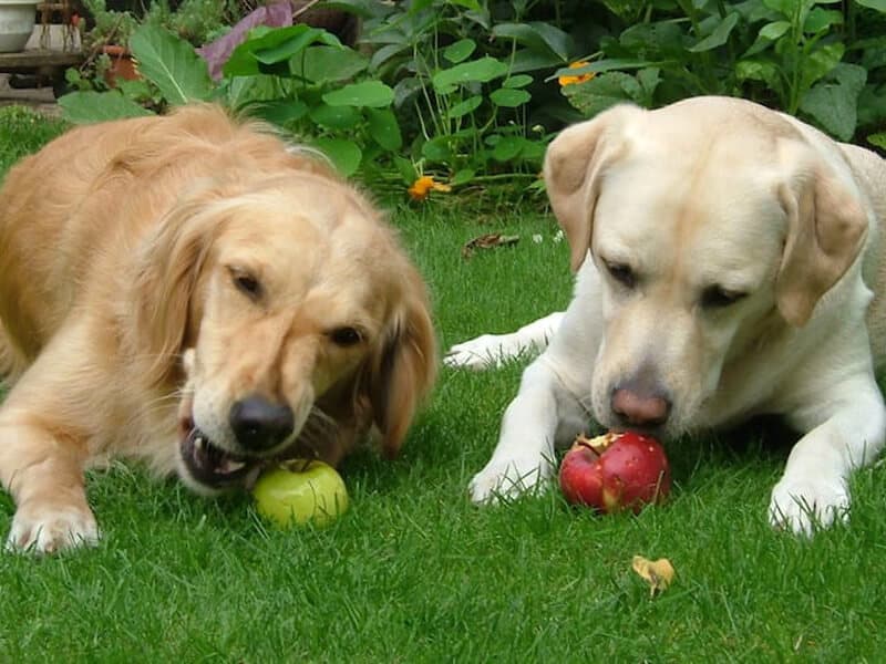 Are Crab Apples Poisonous to Dogs? A Vital Pet Guide