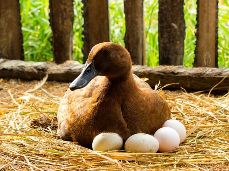 How Long Do Duck Eggs Take To Hatch