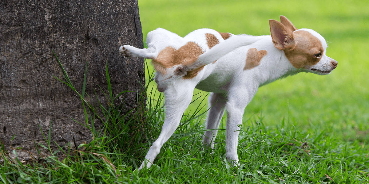 How To Stop Neighbors Dog From Peeing In My Yard