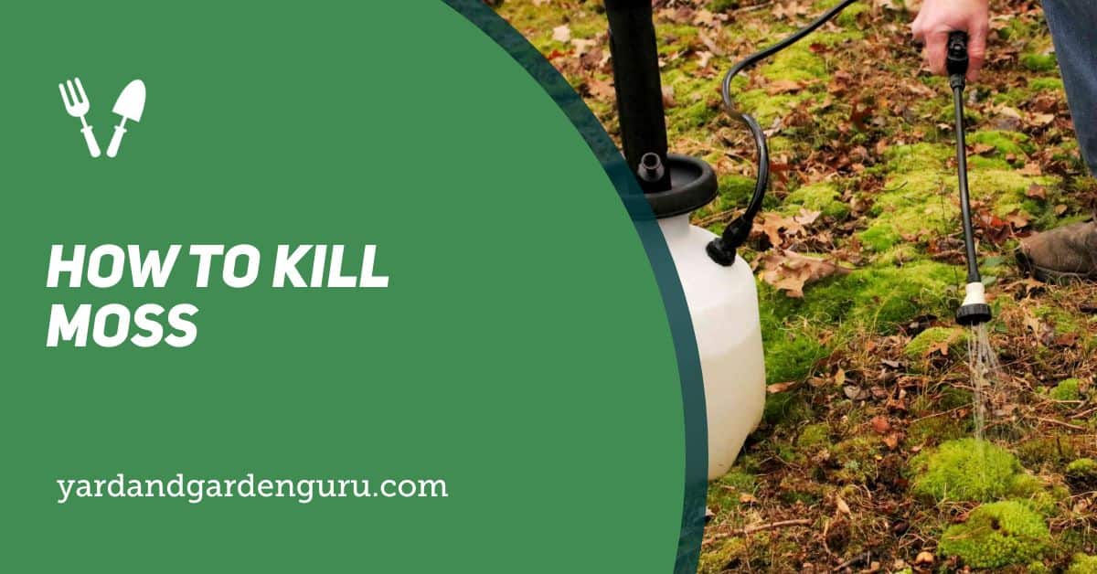 How To Kill Moss