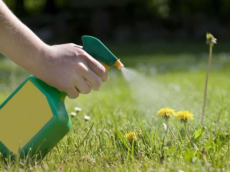 How Long Does It Take For Bleach To Kill Weeds