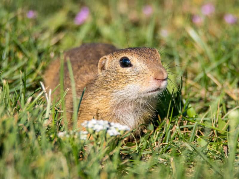 Killing Gophers With Bleach And Ammonia Guide
