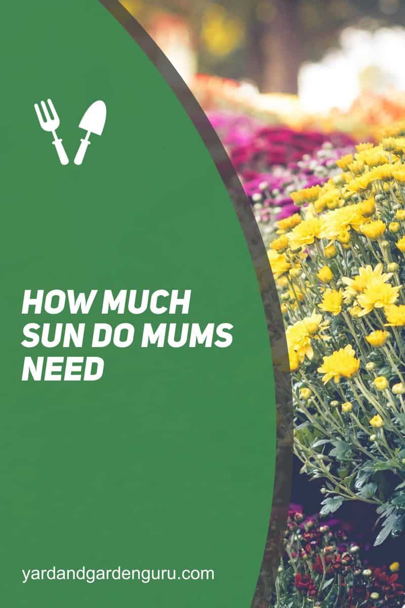 How Much Sun Do Mums Need