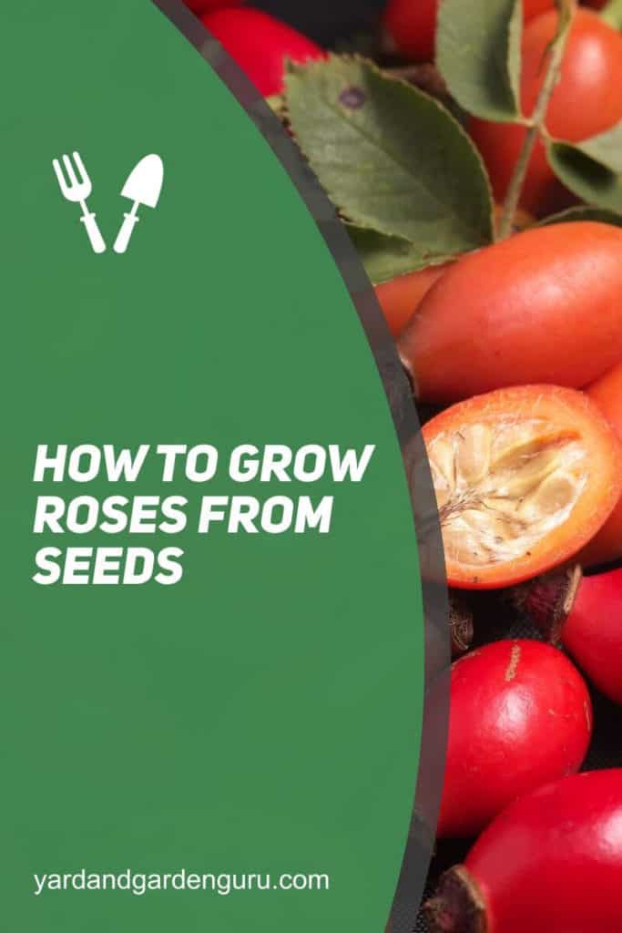How To Grow Roses From Seeds