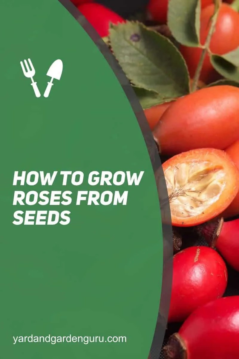 How To Grow Roses From Seeds