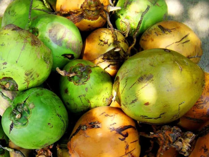 Do Coconuts Grow On Palm Trees