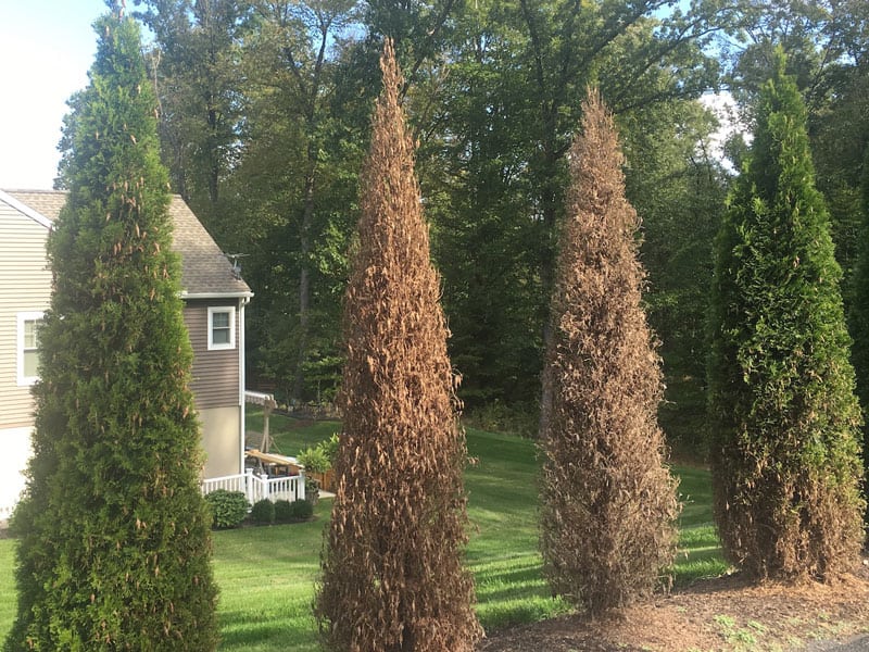 How To Save A Browning Christmas Tree at Eboni Cabrera blog