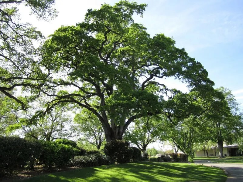 White Oak Vs. Red Oak Tree What Is The Difference