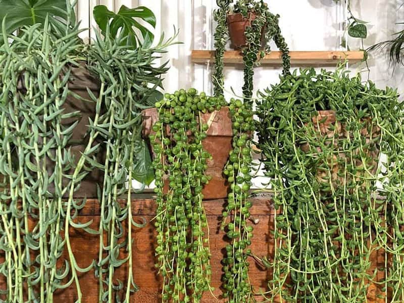 String Of Tears Vs String Of Pearls