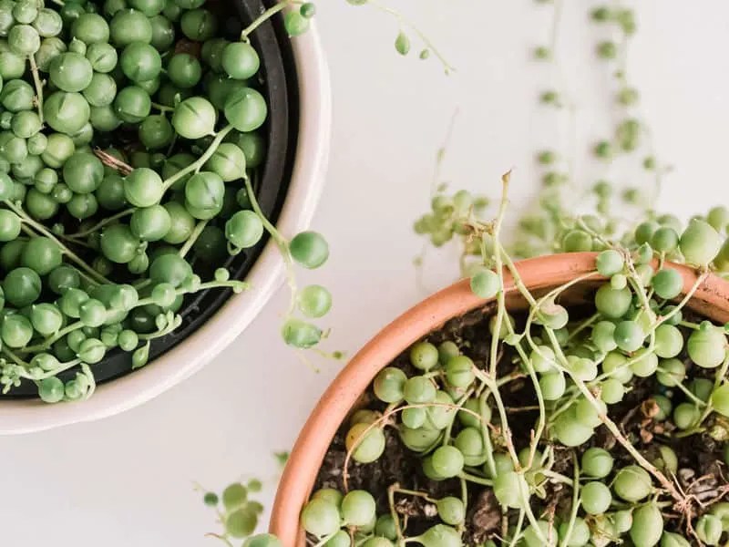 String Of Tears Vs String Of Pearls