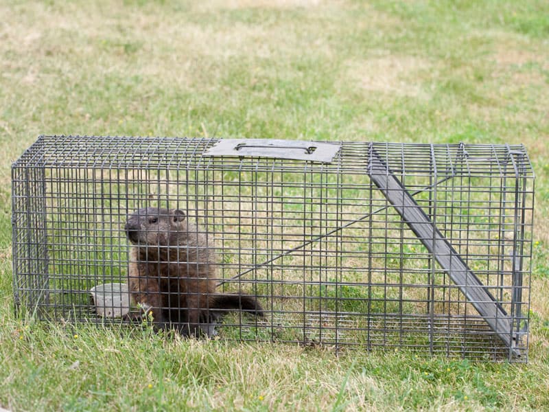 How To Get Rid Of Groundhogs Under Shed