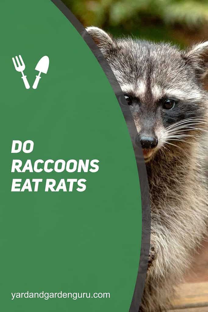 Raccoon Diet Can Raccoons Help Control Rodent Infestations?