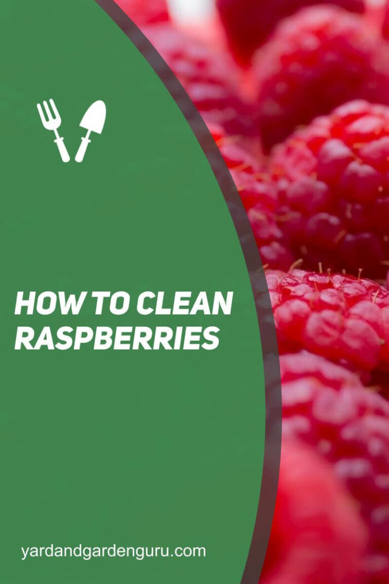 How To Clean Raspberries