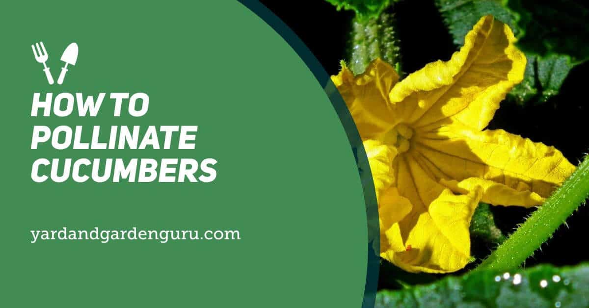 How To Pollinate Cucumbers