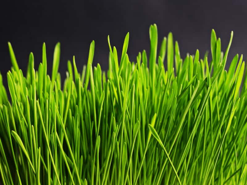 Can You Just Sprinkle Grass Seed On Lawn