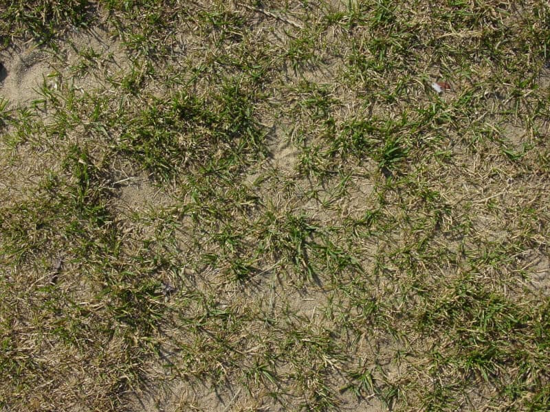 Can You Just Sprinkle Grass Seed On Lawn