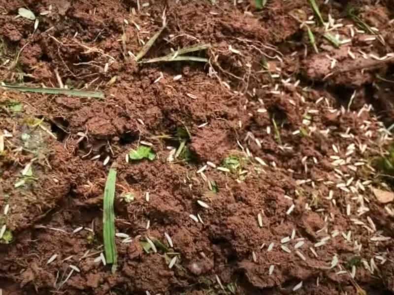 Can You Just Sprinkle Grass Seed On Lawn