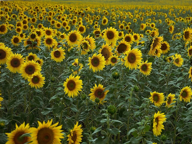 When Are Sunflowers In Season