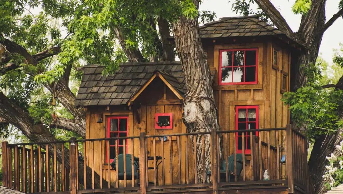 How To Build a Treehouse Without Hurting the Tree in the Process