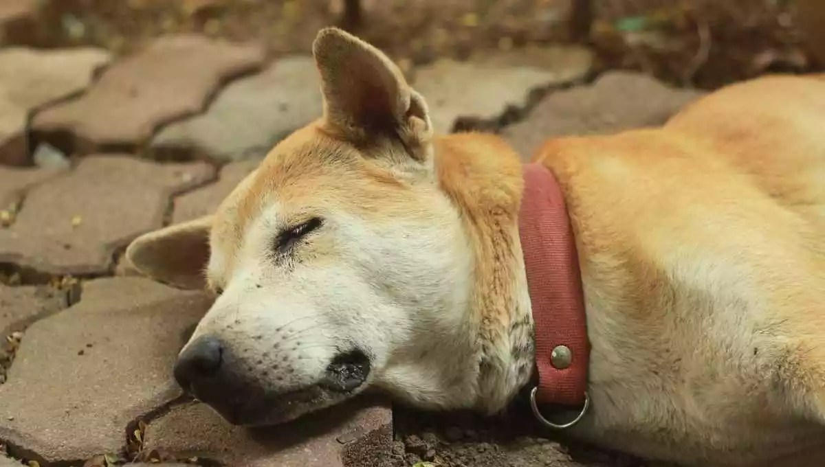 Can You Shoot a Dog on Your Property in Virginia