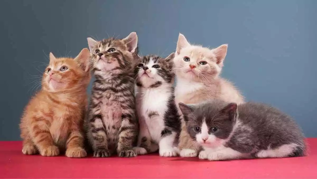 Do Cats Have Kittens in the Winter? (This Might Shock You!)