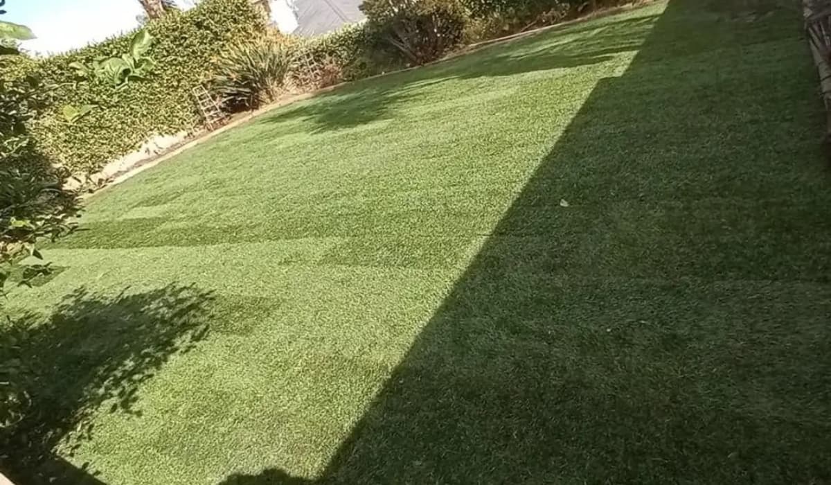 Marathon Grass Does This Grass Suit Your Lawn? Yard Floor