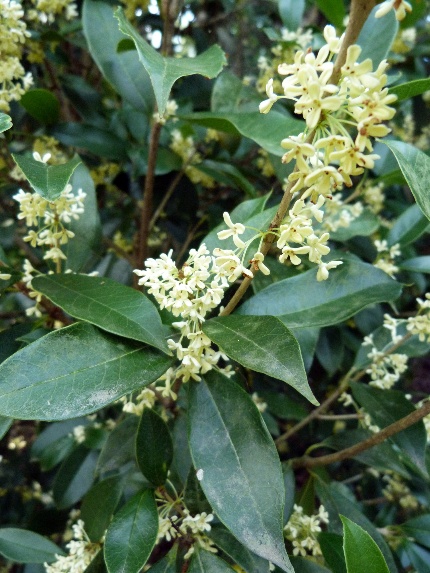 Sweet Olive Everywhere Blog Archives