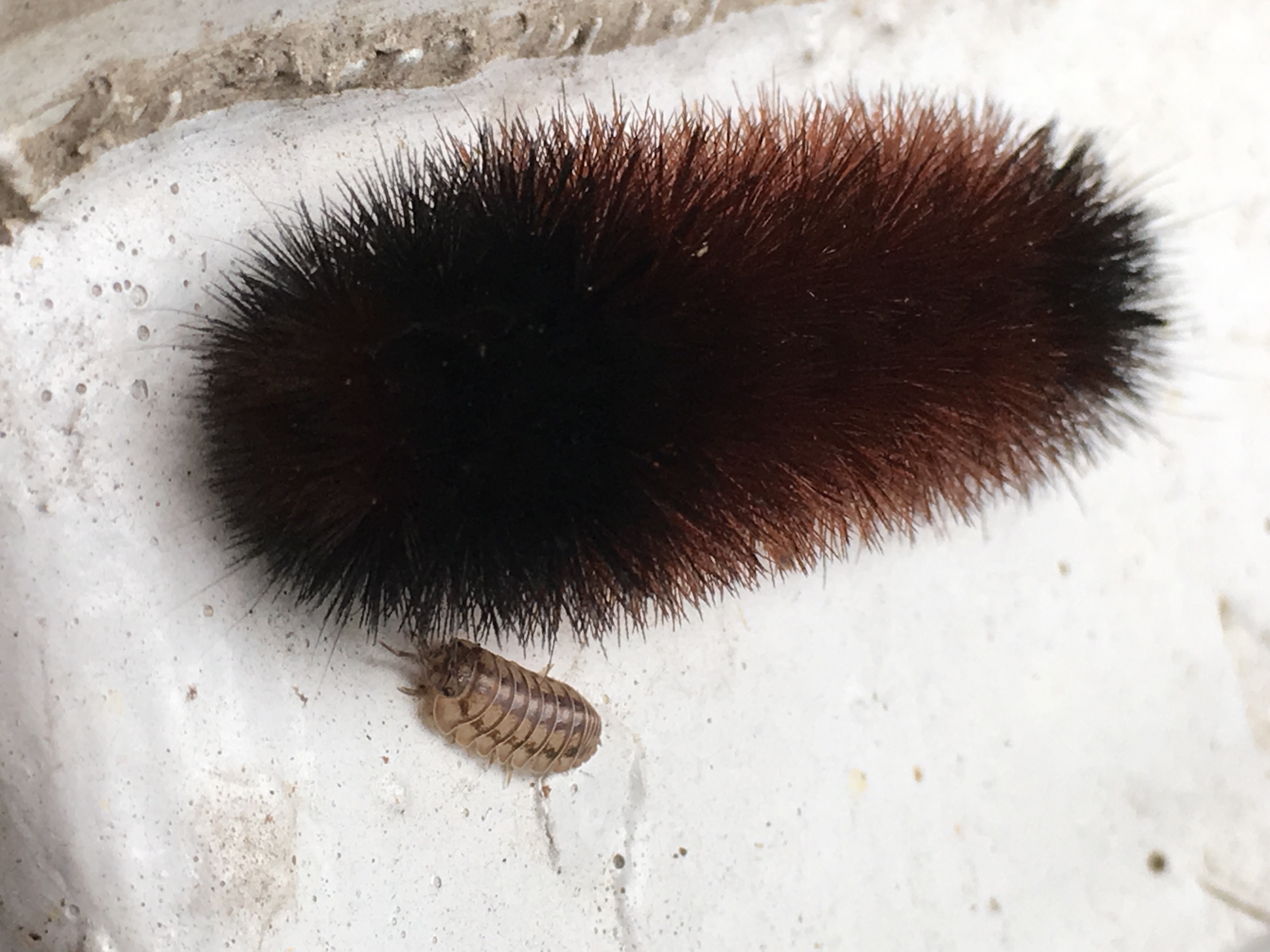 Wandering Woolly Bears – Yard Gone Wild
