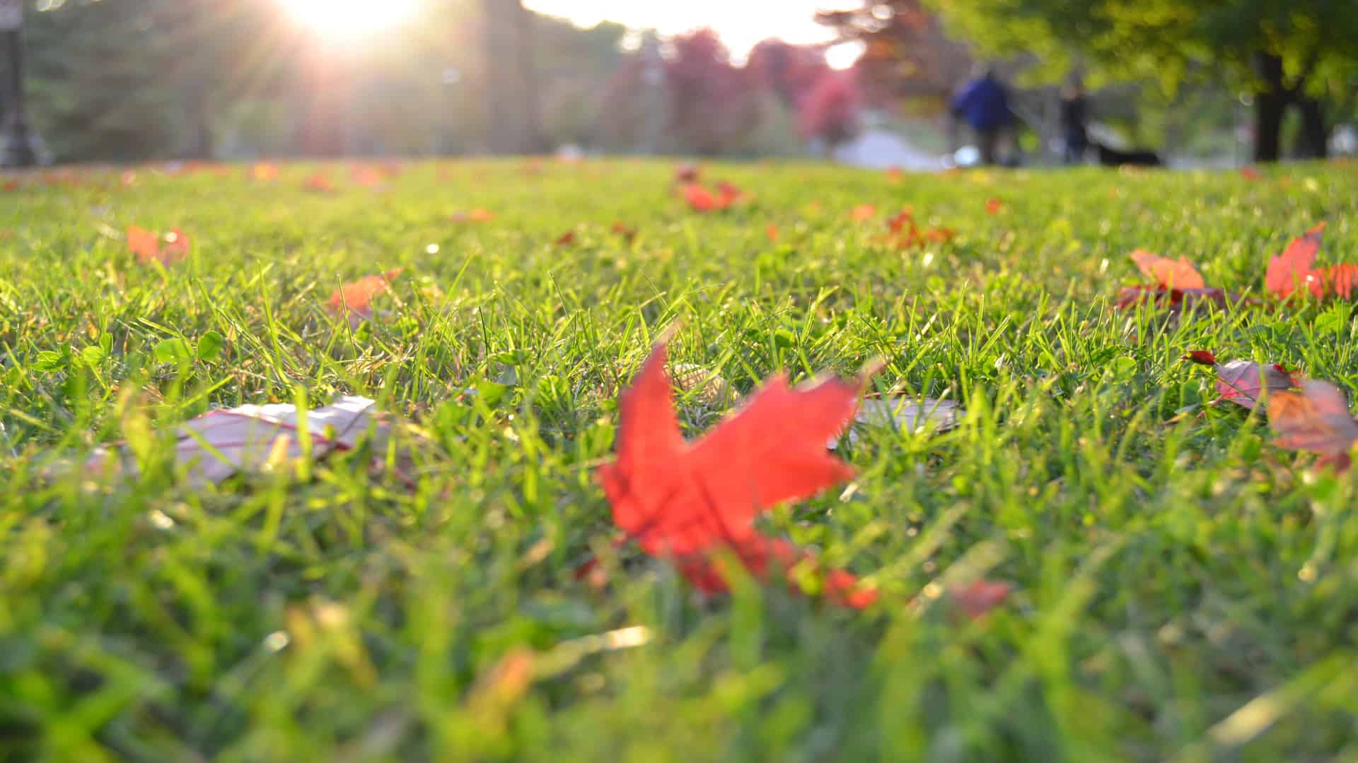 Fall Lawn Maintenance in 6 Easy Steps