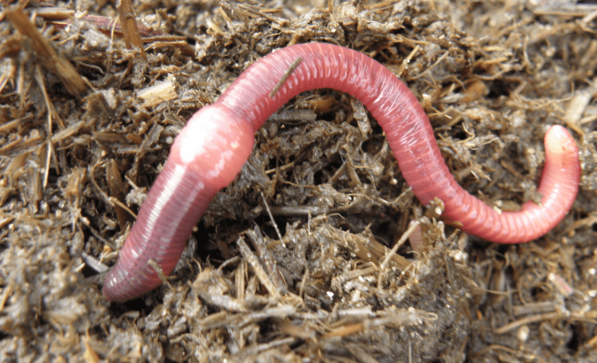 Worm Castings A Complete Guide