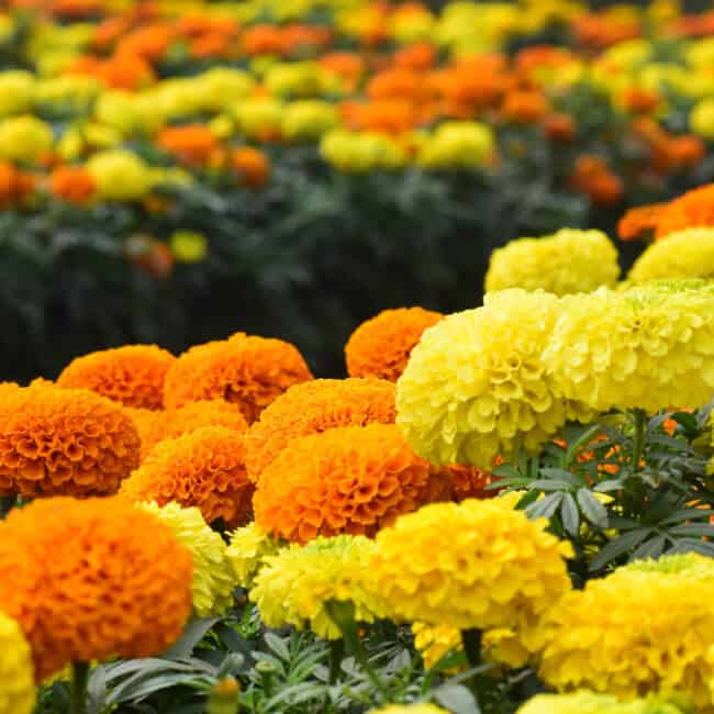 Do Marigolds Grow Back Every Year