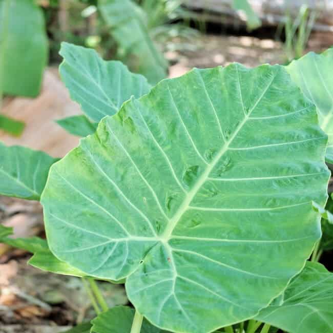 How To Kill Elephant Ears