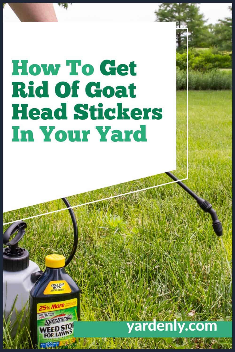 How To Get Rid Of Goat Head Stickers In Your Yard