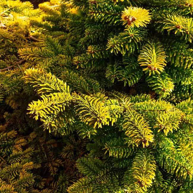 Will 2, 4D Kill Pine Trees