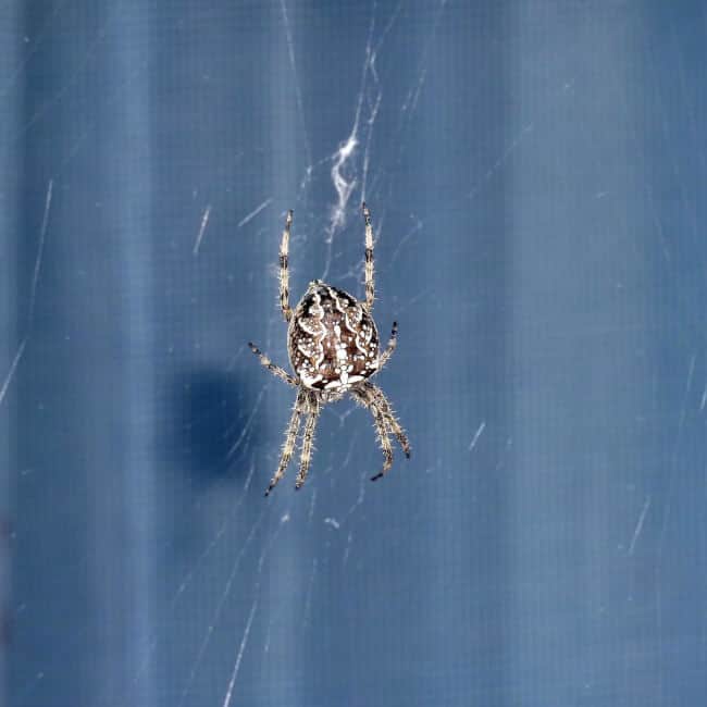 How To Keep Spiders Out Of Garage