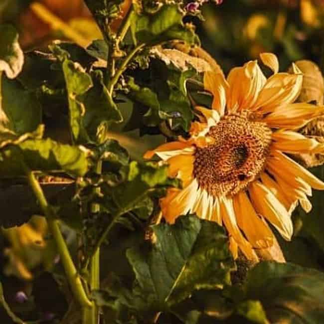 Why Are My Sunflower Leaves Turning Brown