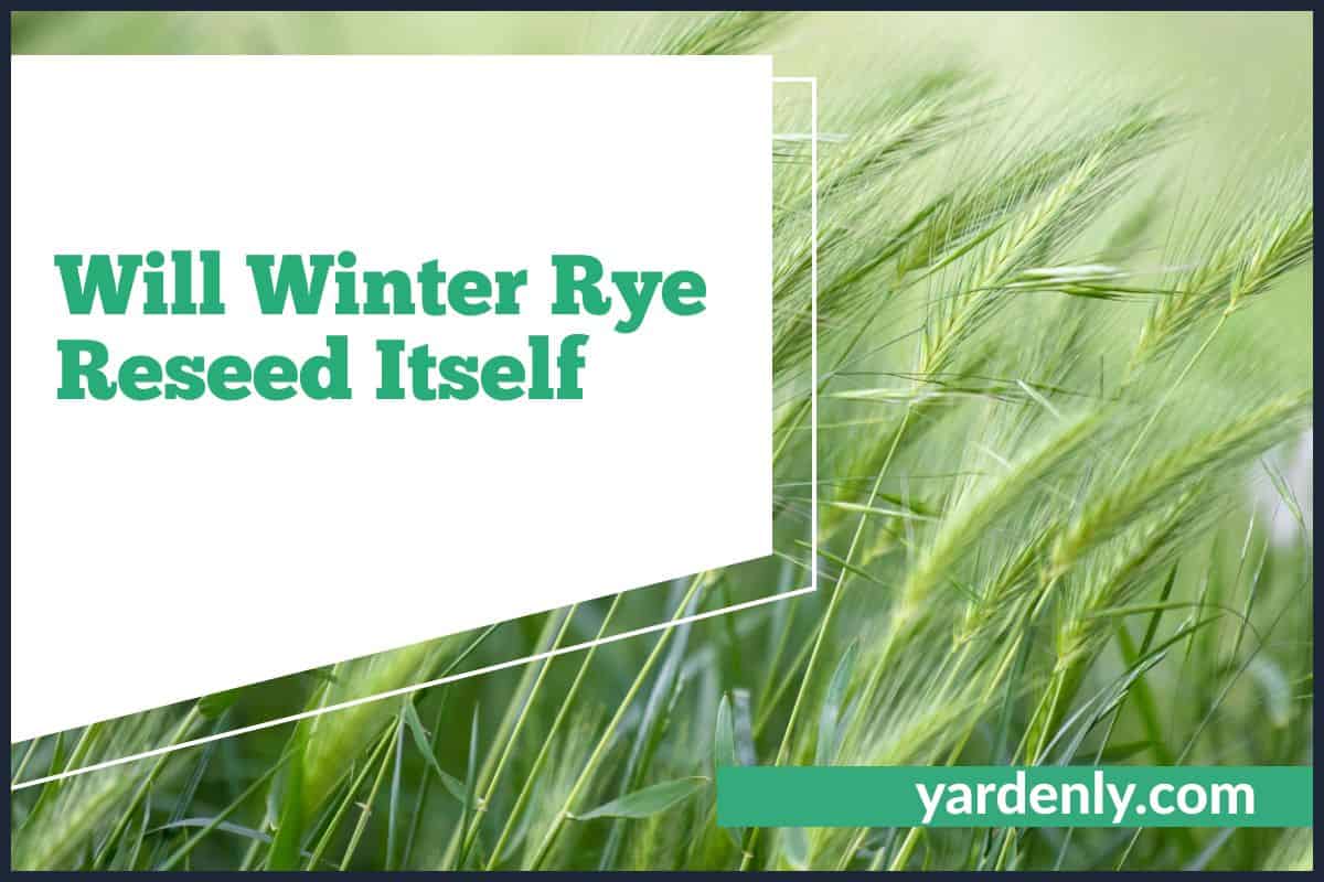 Will Winter Rye Reseed Itself