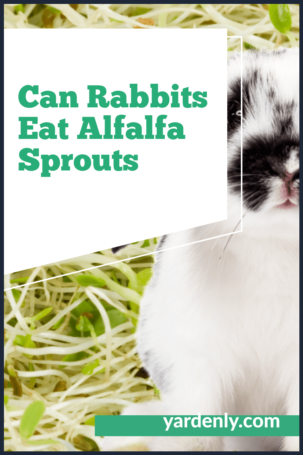 Can Rabbits Eat Alfalfa Sprouts