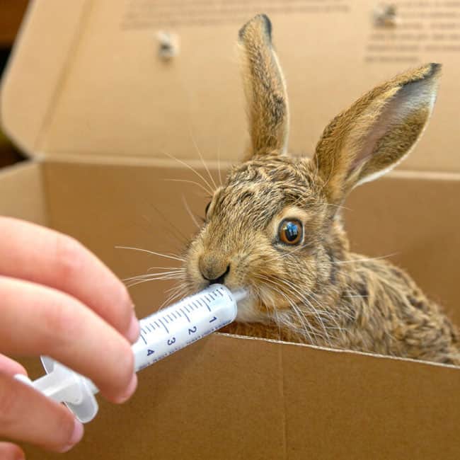 How Long Can A Rabbit Go Without Water