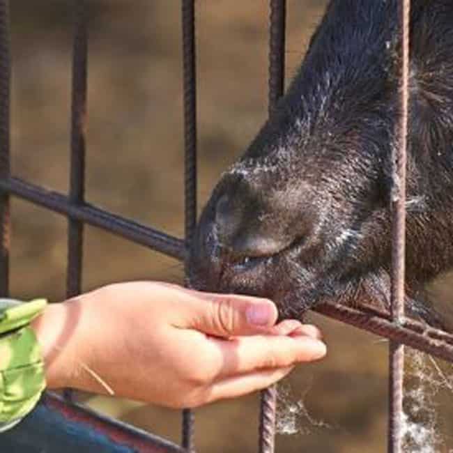 Can Goats Eat Oak Leaves
